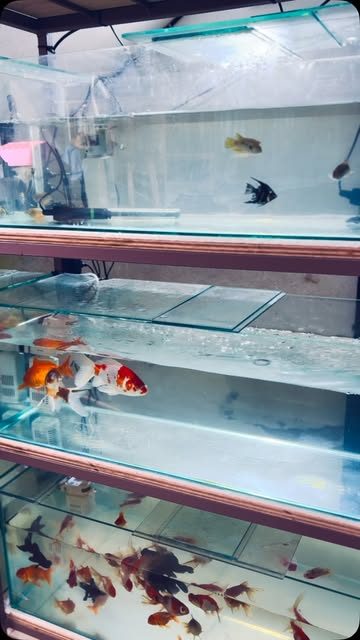 Acuarios con peces de colores en la tienda